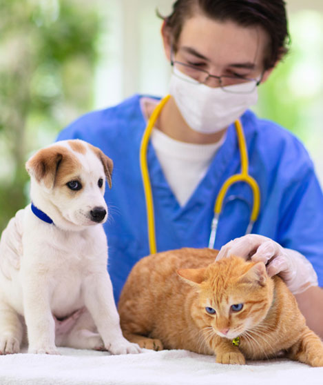 L’assurance santé pour animaux